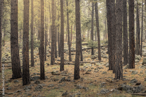 Forest in the morning of Flagstaff  Arizona.