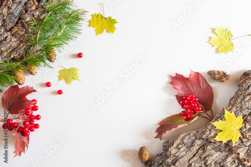 Autumn flat lay  tree bark  yellow maple leaves  red berries  pine cones on a pastel neutral background. Top view  copy space.