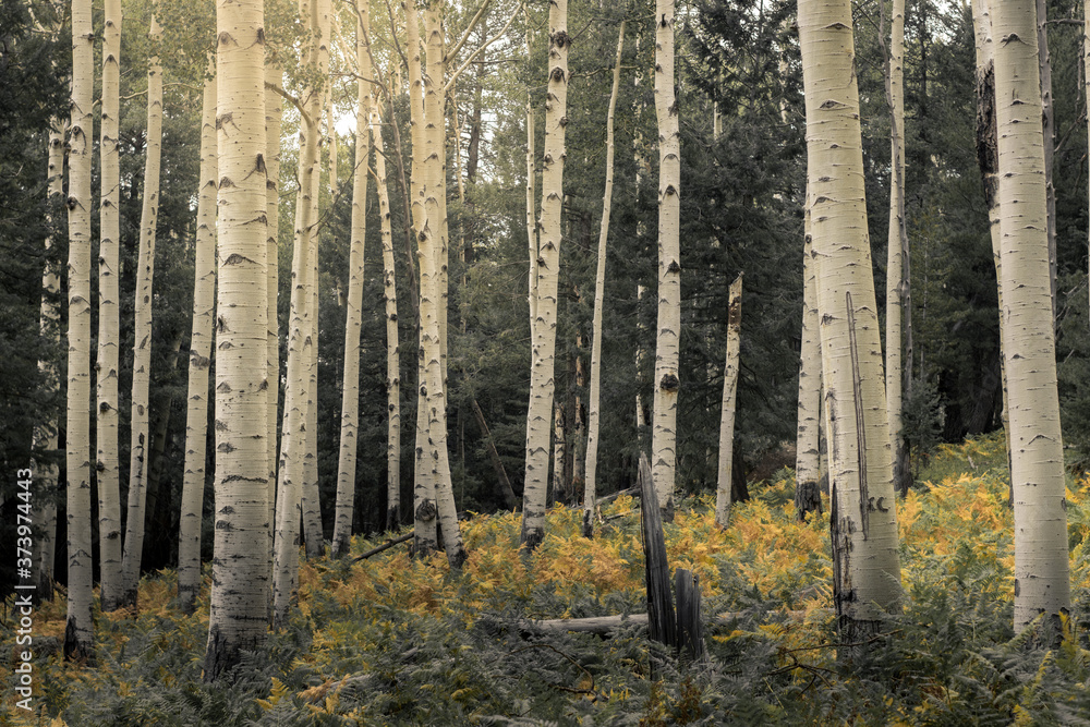 Fototapeta premium Aspen trees among ferns in Flagstaff, Arizona 