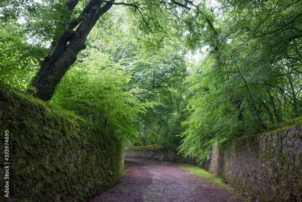 Fototapeta premium Barna woods on the western boundary of Galway City, Republic of Ireland.