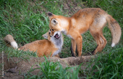 Wallpaper Mural Red fox kit in the wild Torontodigital.ca