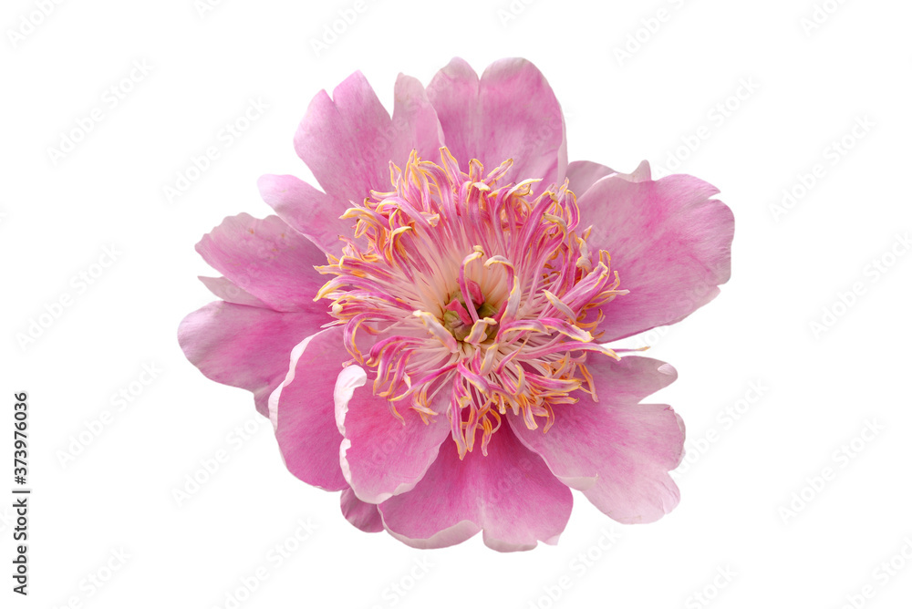 pink peony flower isolated on white pink peony flower isolated on white