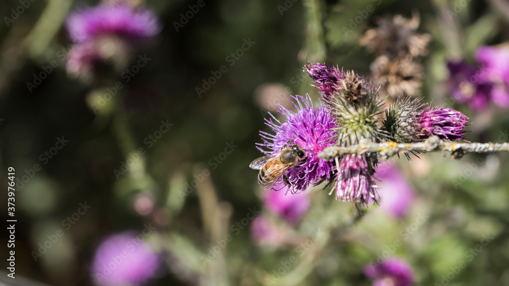 beetles and insects in forest and land beetles and insects in forest and land