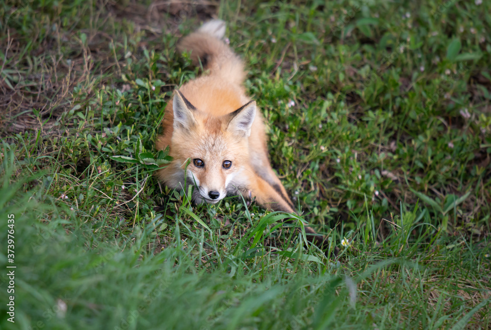 Obraz premium Red fox kit in the wild