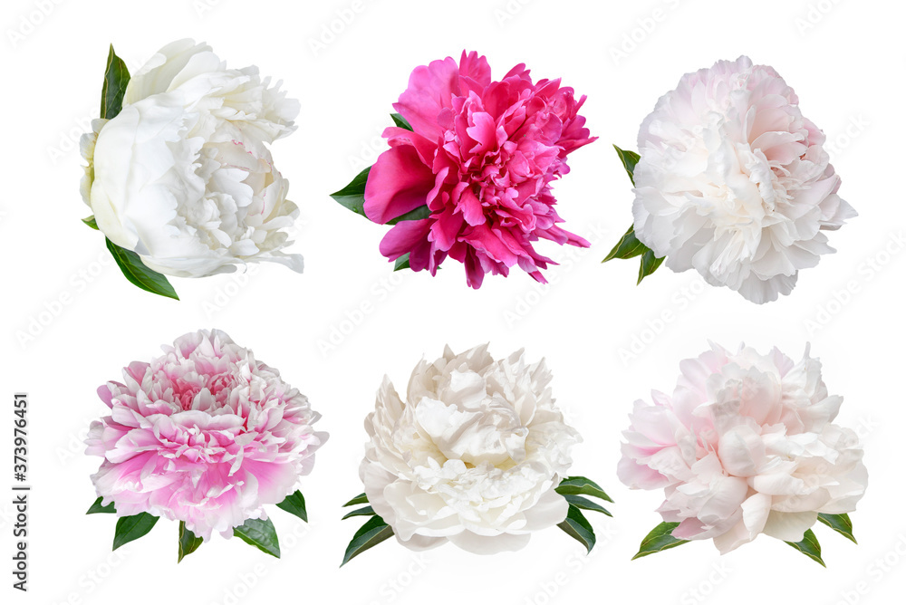 set of peony flowers isolated on white set of peony flowers isolated on white