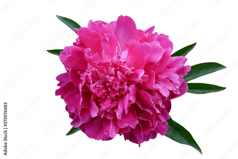 pink peony flower with green leaves isolated on white