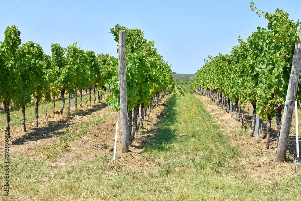 Row of growing grapes for vine production. grapes plantation. Vineyard 