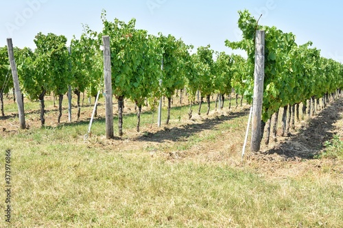 Row of growing grapes for vine production. grapes plantation. Vineyard 