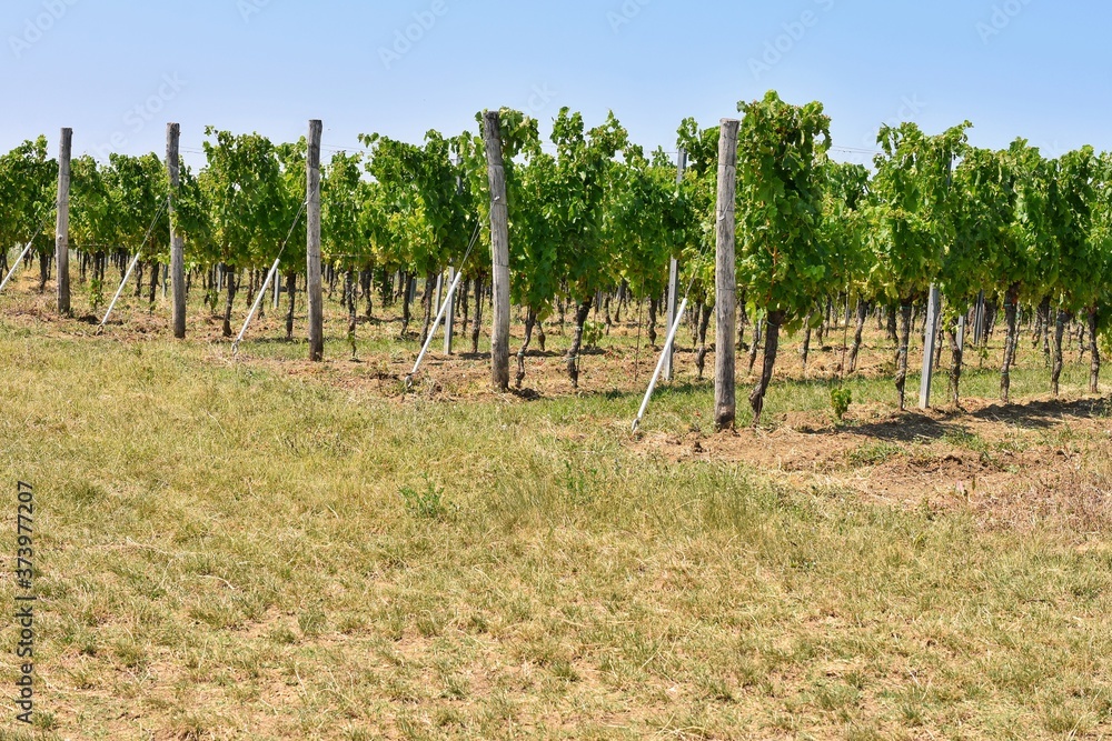 Row of green grapes growing in vineyard.