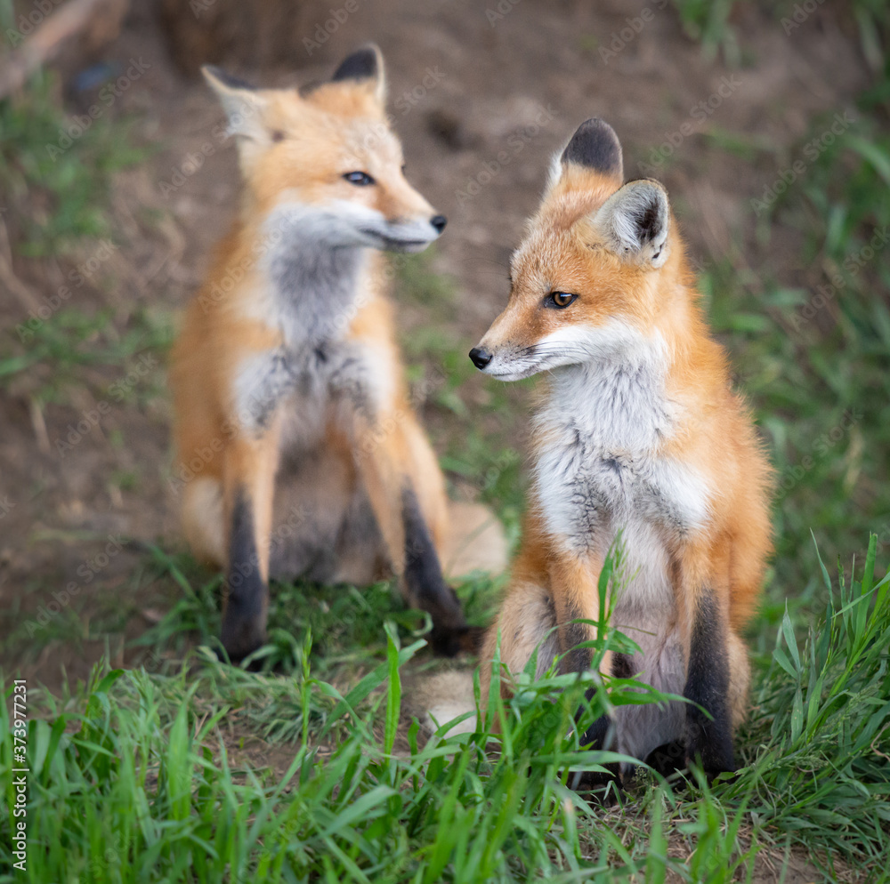 Fototapeta premium Red fox kit in the wild