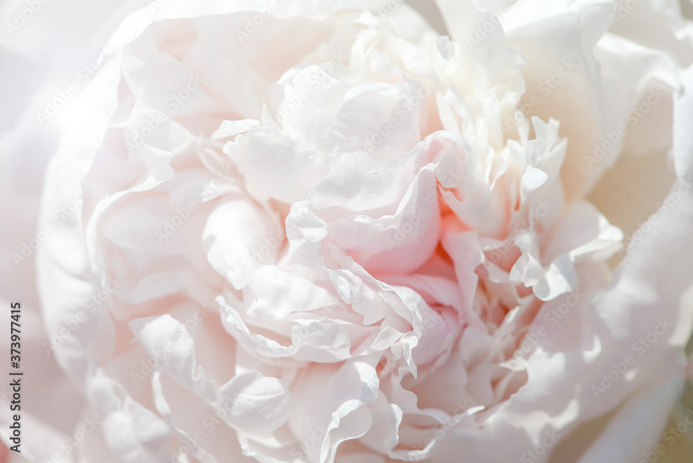 white peony flower close up white peony flower close up