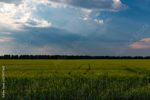 beautiful field at sunset