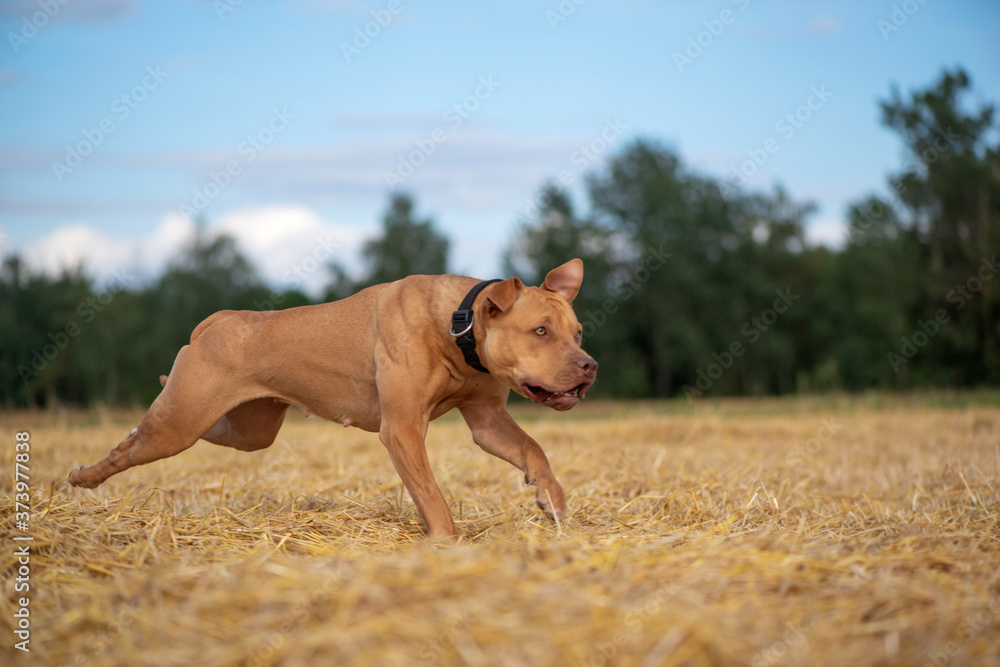 Handsome American Pit Bull Terrier runs fast on the mown field.