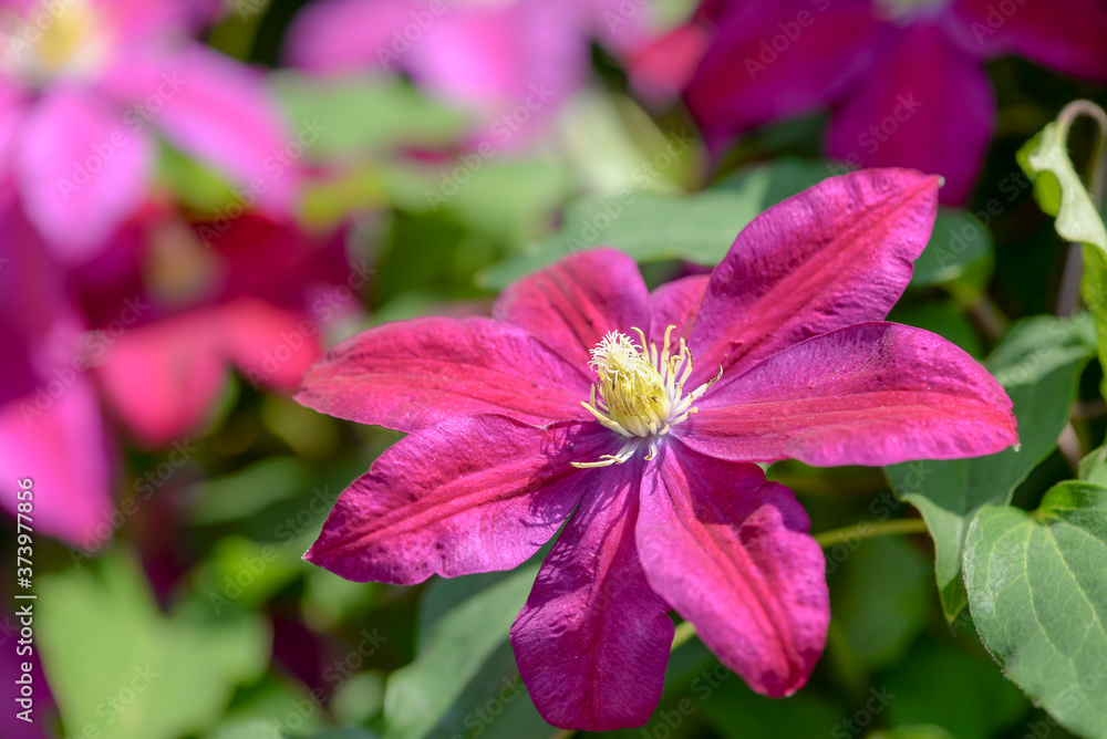 pink clematis flowers in the garden pink clematis flowers in the garden