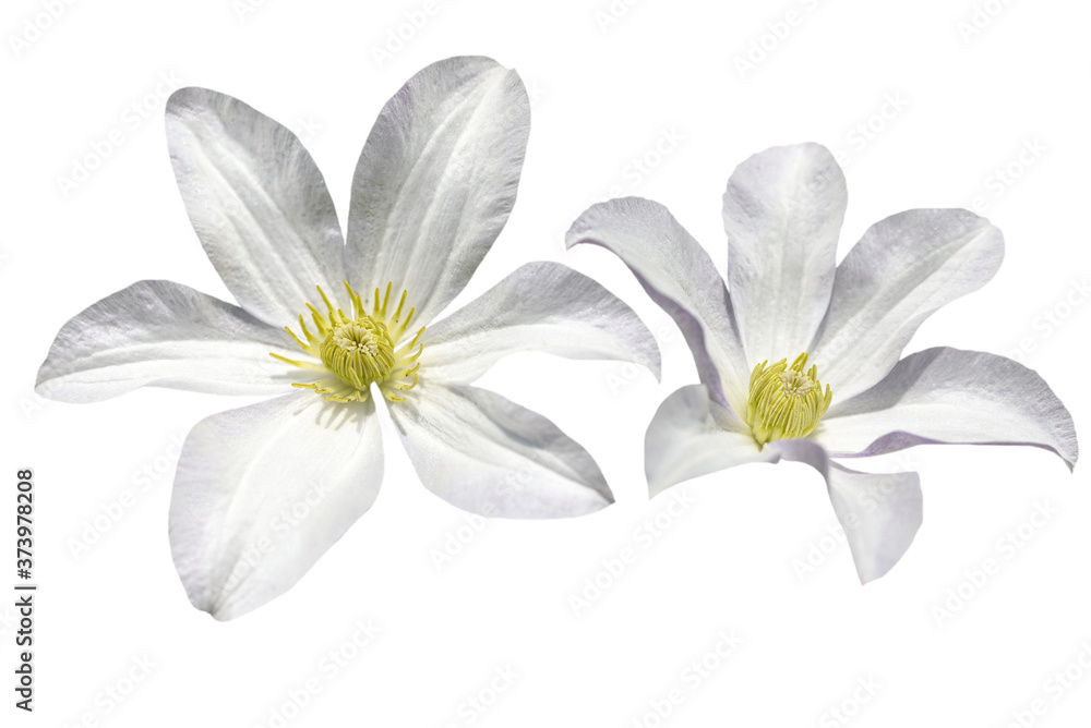 Fototapeta premium couple of white clematis flowers isolated on white