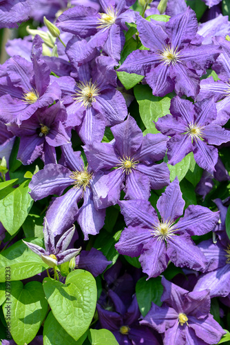 violet clematis flowers in the garden