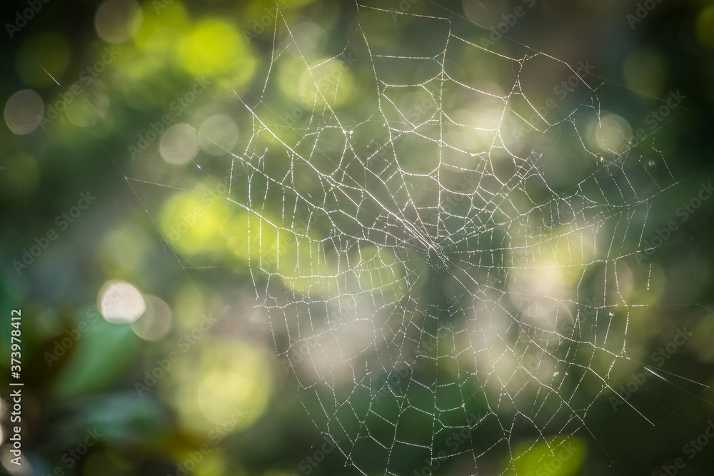 Empty spider web