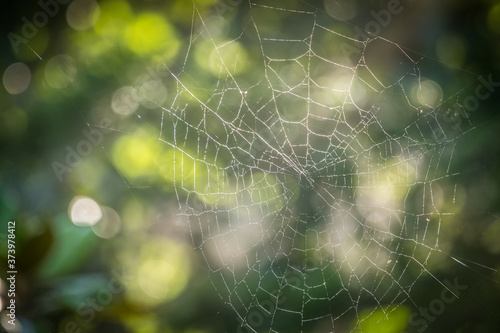 Empty spider web