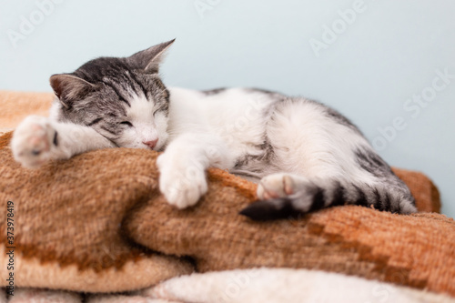 Beautiful domestic cat cozy curled sleeping on pile of blankets in bedroom. © Robert Petrovic