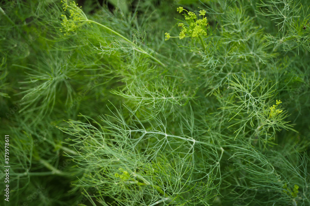 Green dill texture. Growing in the garden. Blooming plant. Fresh species for cooking. Green dill texture. Growing in the garden. Blooming plant. Fresh species for cooking.