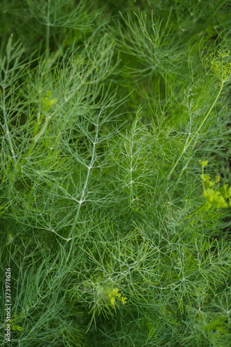 Green dill texture. Growing in the garden. Blooming plant. Fresh species for cooking. Vertical 
