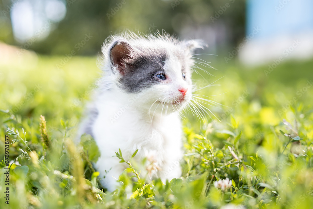 kitten on the grass.