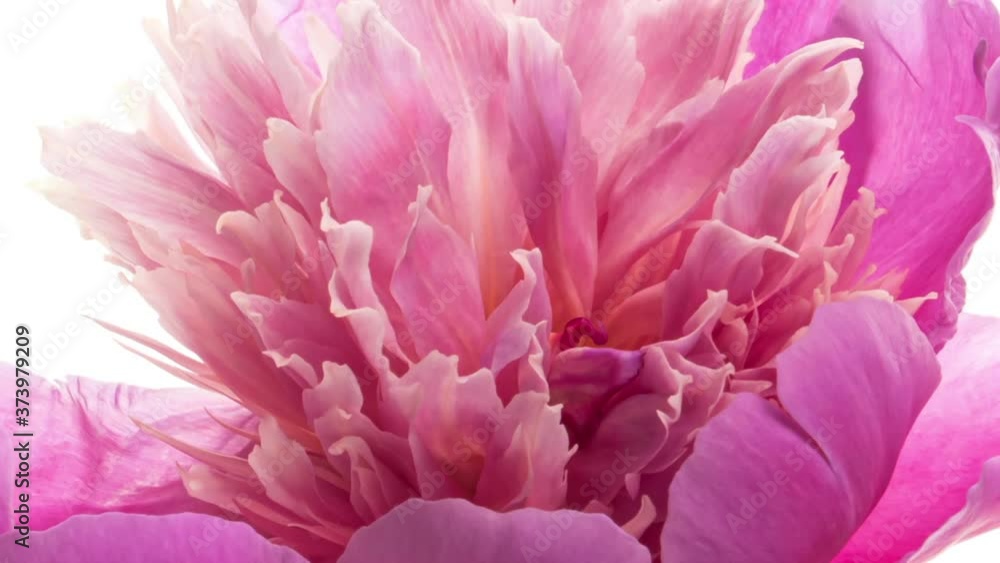 Beautiful Pink Peony Flower background. Wedding backdrop, Valentine's Day concept. Holiday, love, birthday design backdrop. Beautiful Pink Peony Flower background. Wedding backdrop, Valentine's Day concept. Holiday, love, birthday design backdrop.