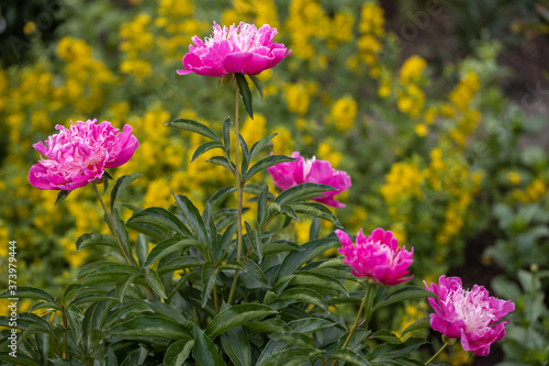 Purple peonies on a blurred yellow background.