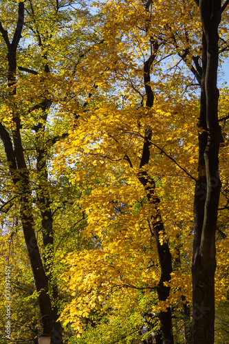 Bright yellow leaves on trees growing in the park. Golden autumn in the Summer Garden in the city of St. Petersburg