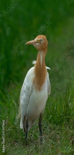 Cattle Egret the seabird Enjoying and watching for its Food photo