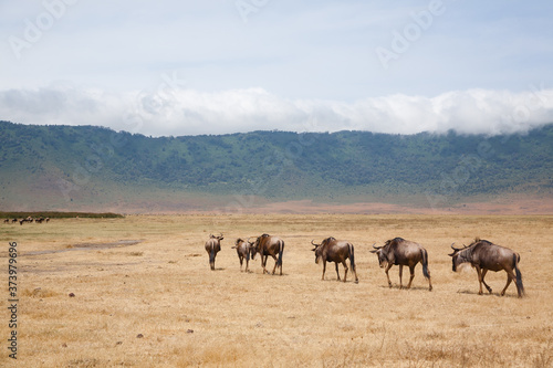 Wildebeest on Ngorongoro Conservation Area crater  Tanzania