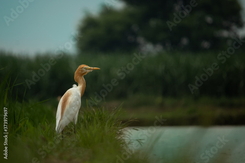 Cattle Egret the seabird Enjoying and watching for its Food photo