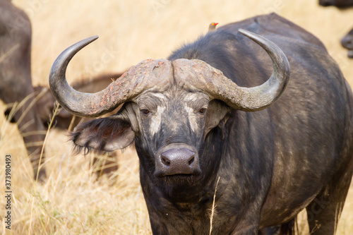 Cape buffalo from Serengeti National Park  Tanzania  Africa