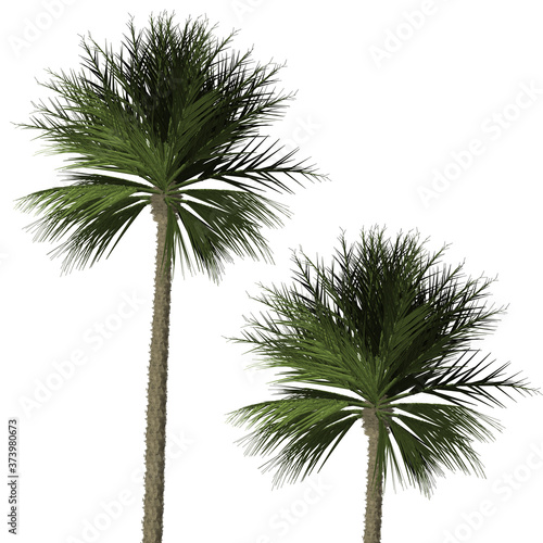 Palm tree Isolated on white background,3D Tree illustration, high resolution of Palm tree. © Nature Clicks