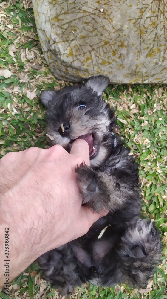 Obraz premium cachorro Schnauzer