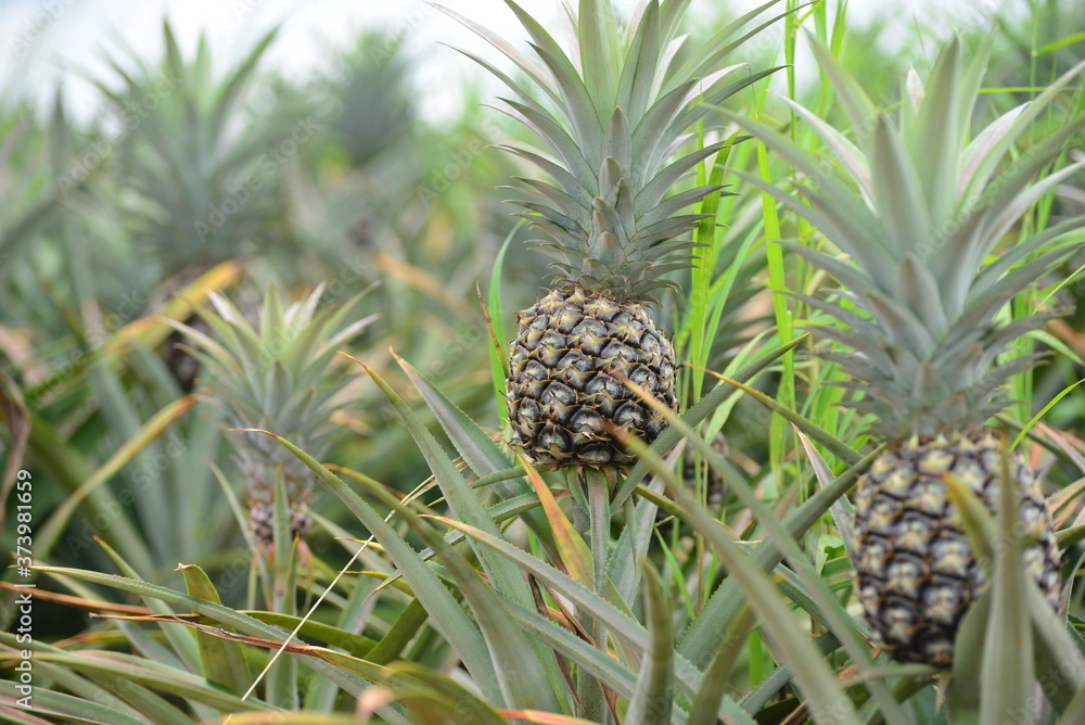 Green pineapple growing on a plot of farmland.
Green pineapple growing on a plot of farmland.