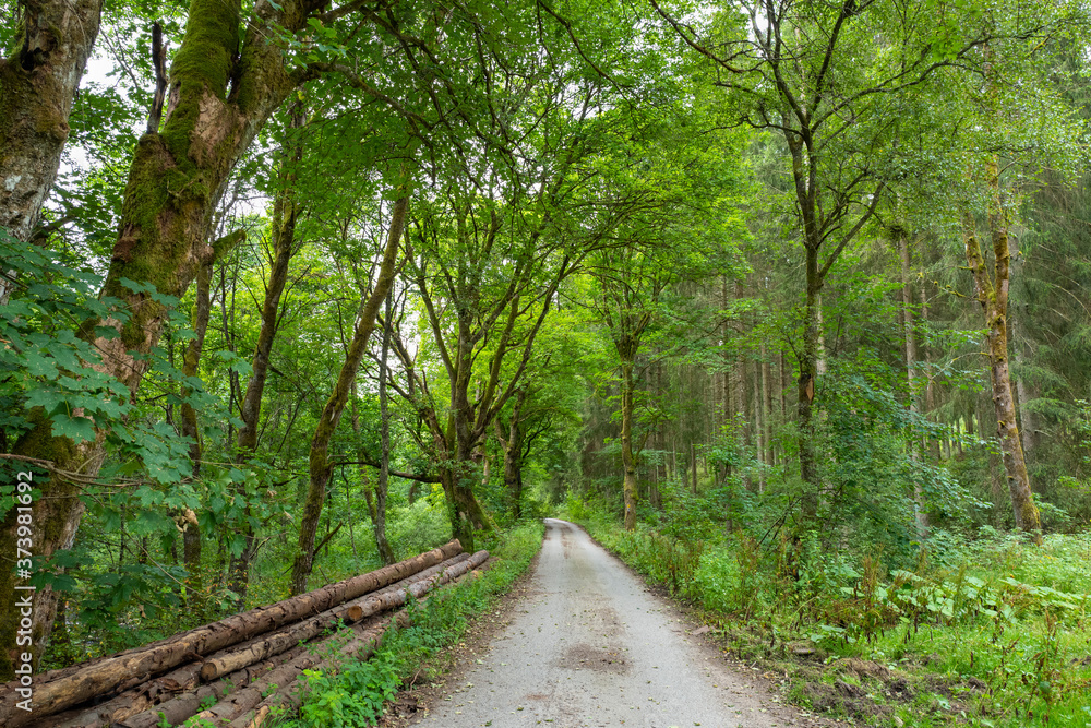 Fototapeta premium Laubwald mit Nebenstrasse im Schwarzbachtal