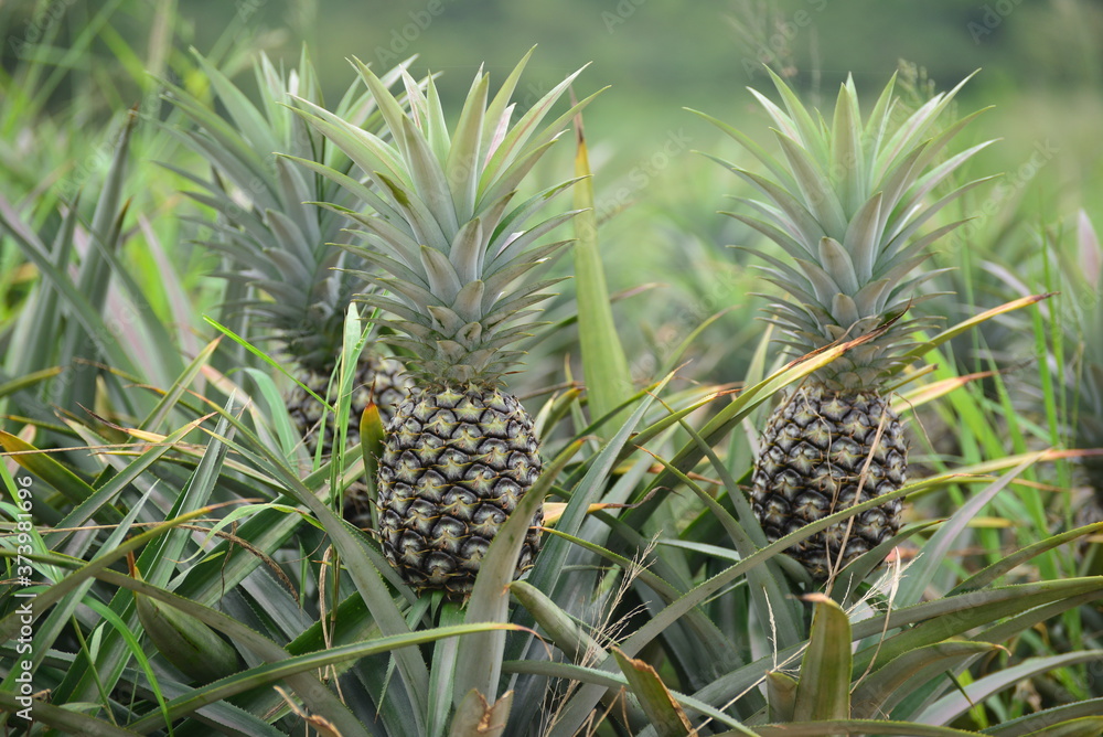 Fresh Pineapple Fruit with leafs in farm
Fresh Pineapple Fruit with leafs in farm