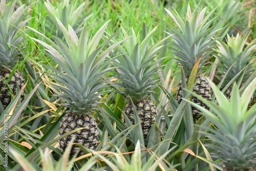 Green pineapple growing on a plot of farmland.  © tara