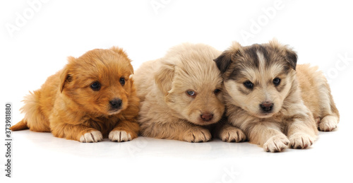 Fototapeta Naklejka Na Ścianę i Meble -  Three beautiful puppies.
