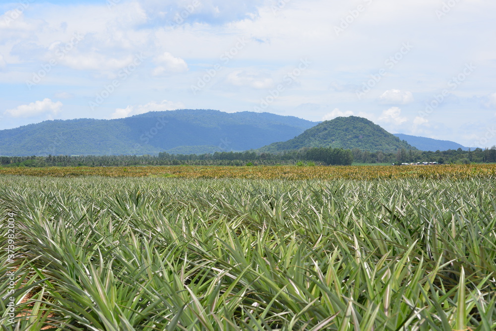 Fresh Pineapple Fruit with leafs in farm
Fresh Pineapple Fruit with leafs in farm