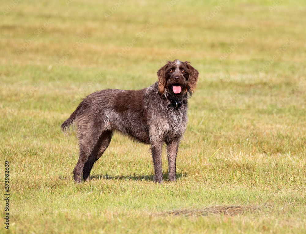 Wirehaired Pointing Griffon Wirehaired Pointing Griffon