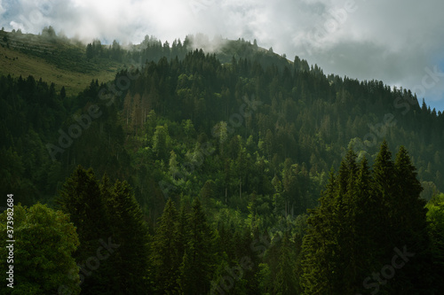 Mountain forest in a morning mist  Switzerland 