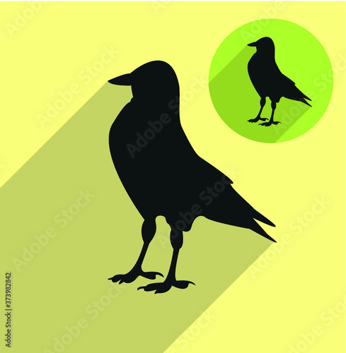 Jackdaw, daw