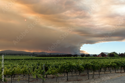 Wine Country Conflagration - Wide view of smoke emanating from the Walbridge Fire behind one of many vineyards in the area. Santa Rosa, California, USA