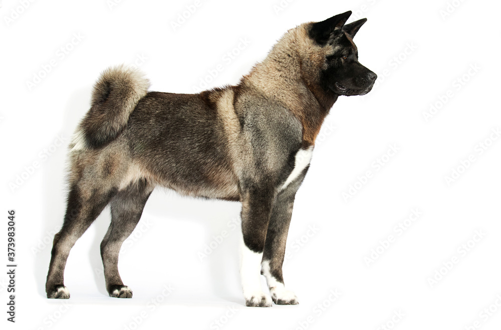 dog breed american akita on a white background
