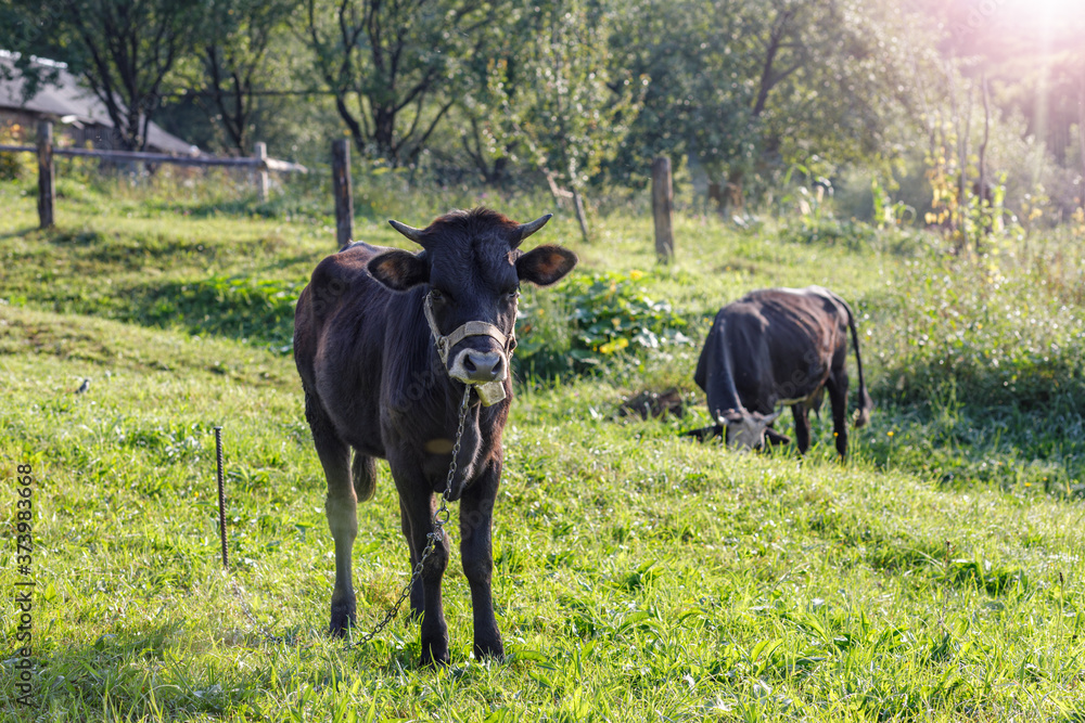 A small goby grazes.