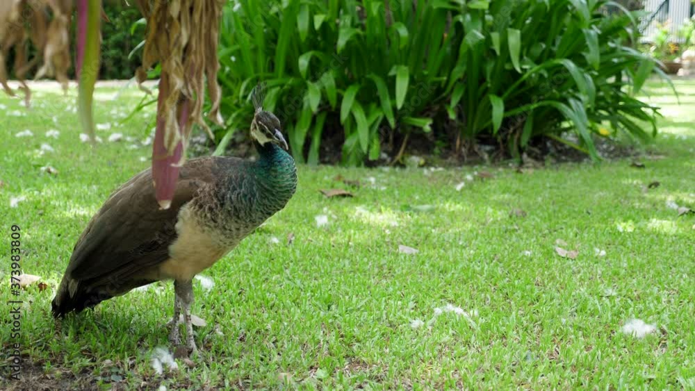 Young Female Peacock, Peahen, Looking for Food, Walking on Green Grass in a Tropical Garden with Greenery Swaying in Wind. Close-up. Copy Space. Big Colorful Bird Searching Insects, Bugs to Eat. Young Female Peacock, Peahen, Looking for Food, Walking on Green Grass in a Tropical Garden with Greenery Swaying in Wind. Close-up. Copy Space. Big Colorful Bird Searching Insects, Bugs to Eat.