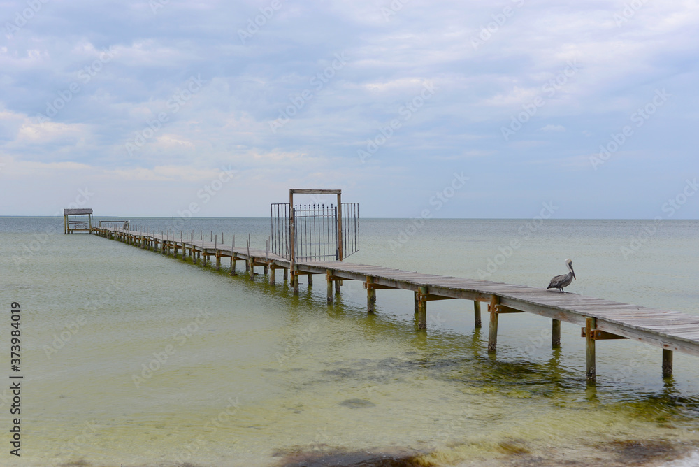 dock and pelican