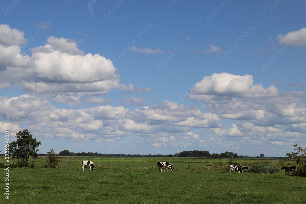 Obraz premium Traditional Dutch landscape with grazing cows and a beautiful blue sky with some clouds.